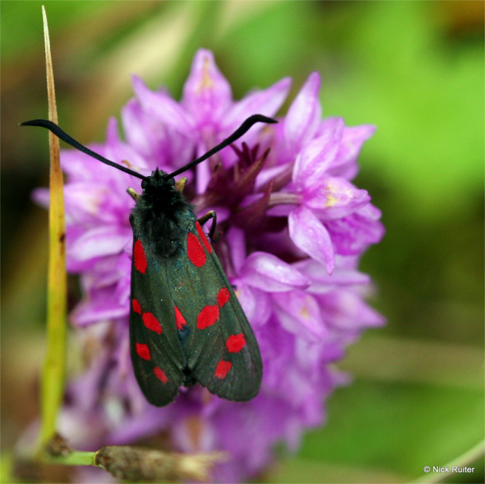 vlinder